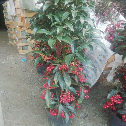 广州马缨杜鹃 马银花杜鹃 基地直销富贵子全国发货