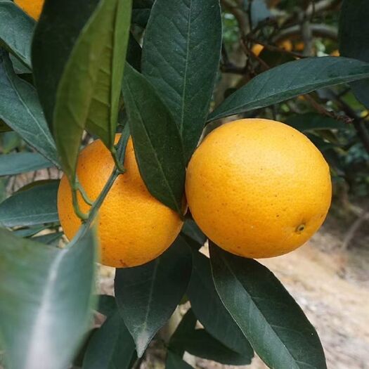 永兴县冰糖橙 永兴冰糖甜橙