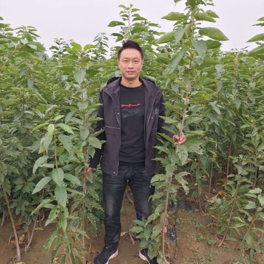 泰安 樱桃苗，美早樱桃苗，1至5公分美早樱桃苗