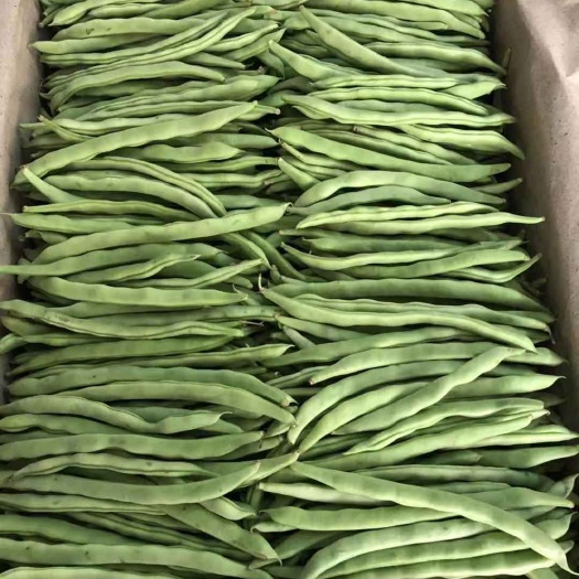  紫花四季豆