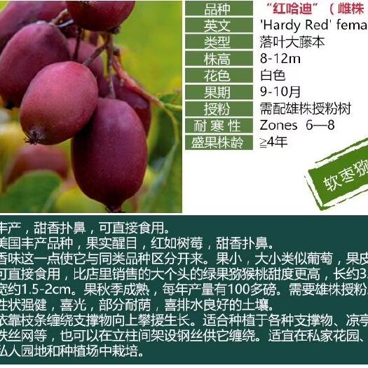 泰安 软枣猕猴桃苗