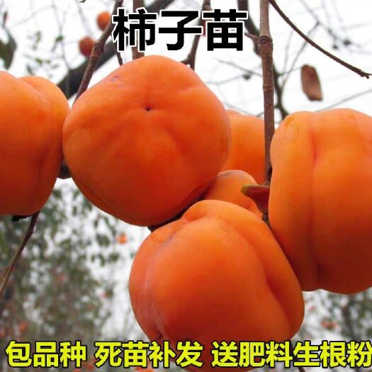  磨盘柿苗 优质柿子苗 质量保障