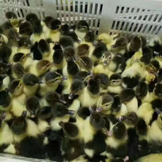 南宁 黑翻鸭苗