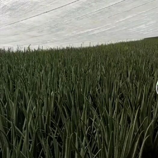 乳山市 有机肥灌溉库拉索芦荟