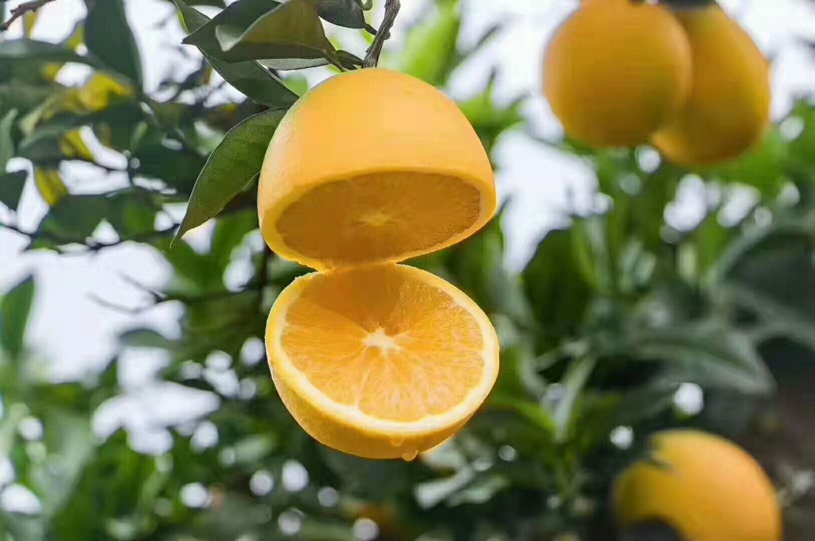  赣南脐橙欢迎您来订购