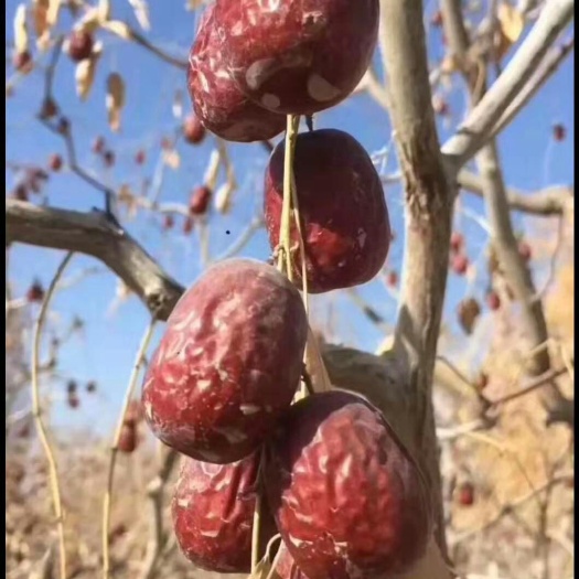 中牟县若羌灰枣 新疆灰枣，吊干土枣，皮薄肉厚口感香甜，大量现货（批发不包邮）