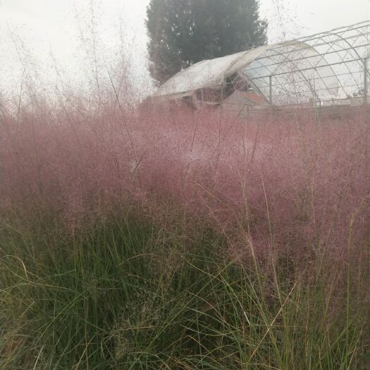  露天花海景观粉黛乱子草 最吸睛的网红草优质毛芒乱子草