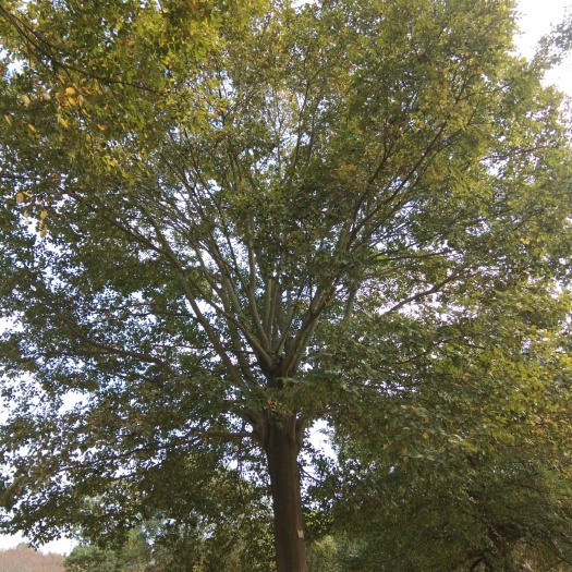 九江 移植朴树