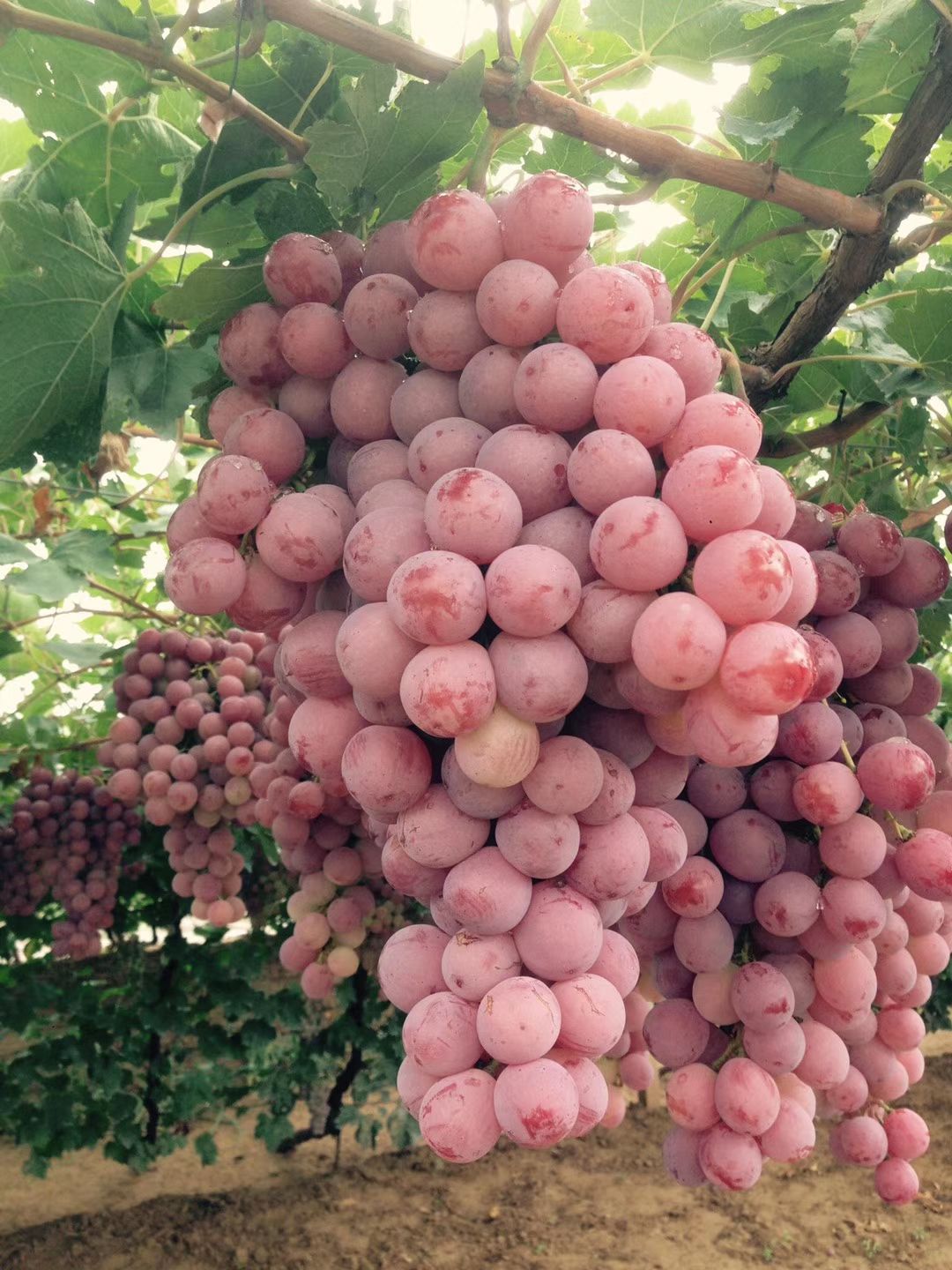 美国红提 精品红提开始大量出库，欢迎各地朋友前来采购。