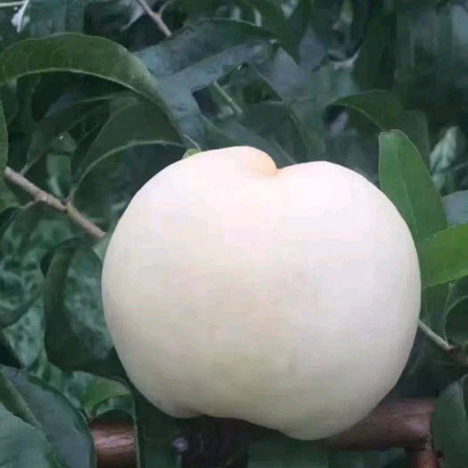 平邑县白如玉桃树苗 正宗嫁接苗，包品种，包成活，售后免费提供种植技术指导，基地直