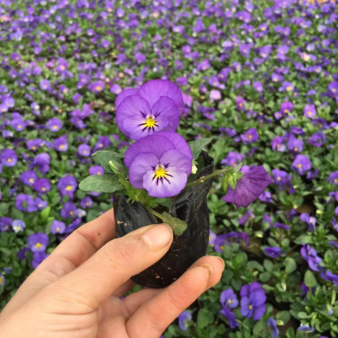 粉黛乱子草 供应角瑾 种类齐全 角瑾 花坛观赏花卉 耐寒三色堇