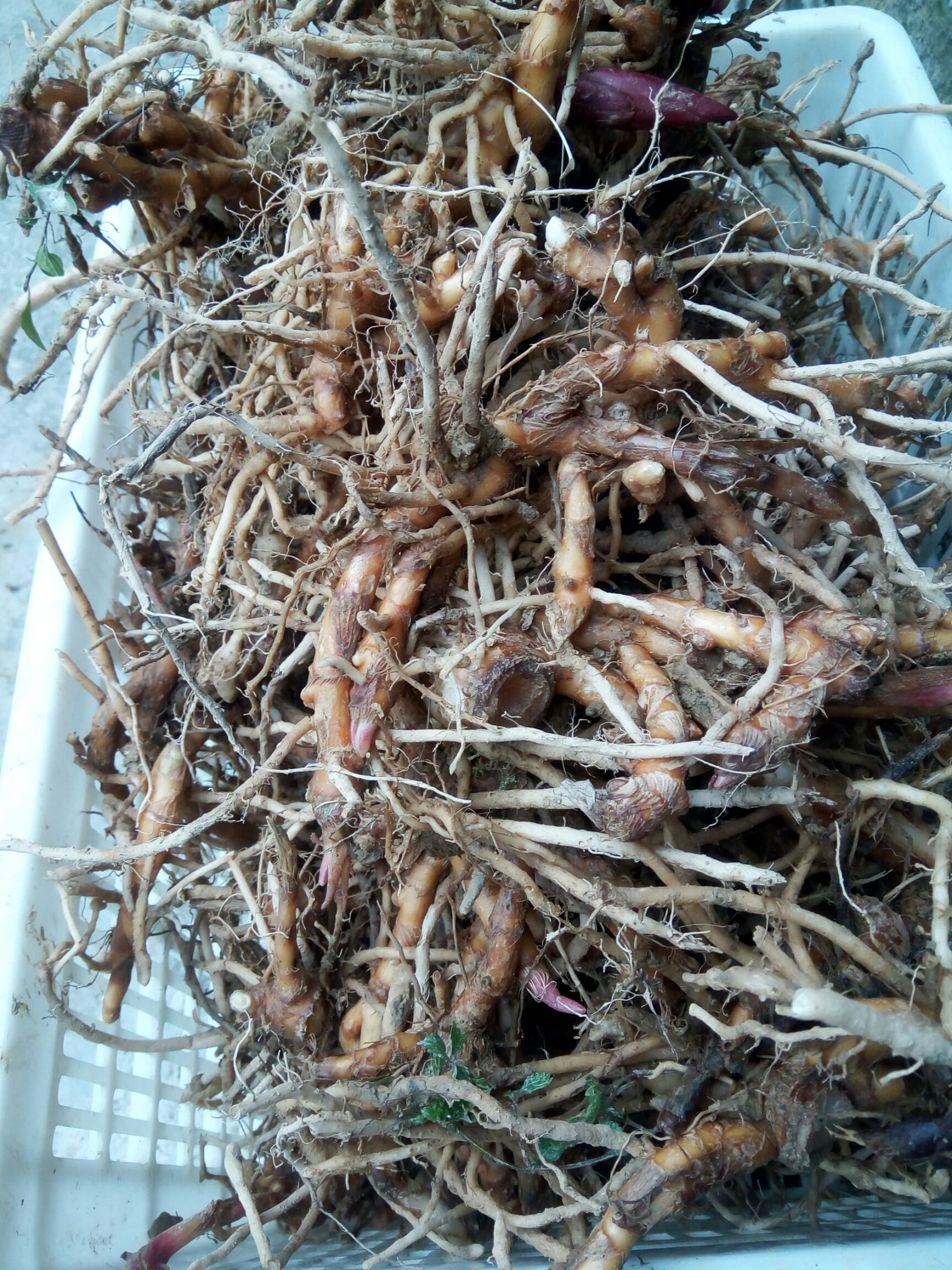 湄潭县洋合笋种根 优质洋荷笋种根出售