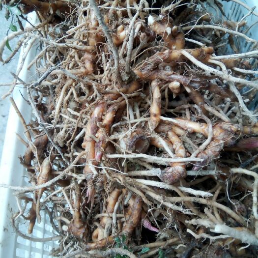 湄潭县洋合笋种根 优质洋荷笋种根出售