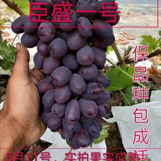 平邑县巨盛一号葡萄苗 臣盛一号葡萄树苗，口感特别香甜可口，保品种，包成活
