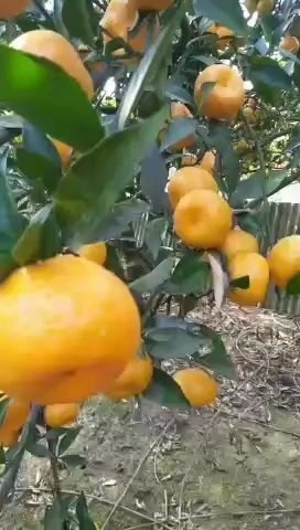 安乡县蜜桔皮薄肉甜口感好