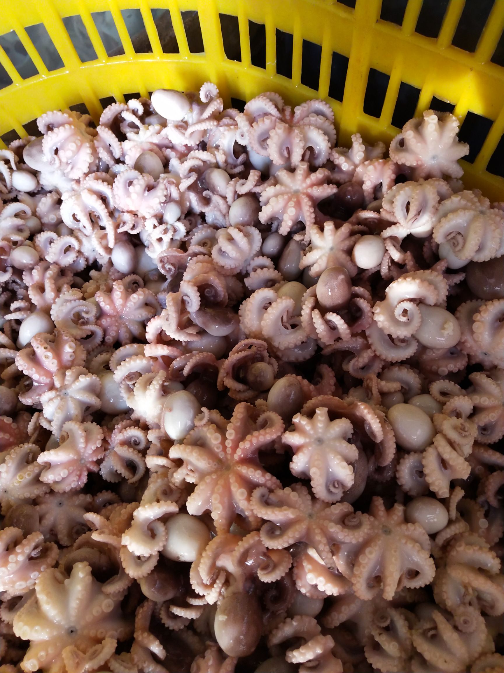 八爪鱼搜索_八爪鱼搜索是什么软件 八爪鱼搜索_八爪鱼搜索是什么软件