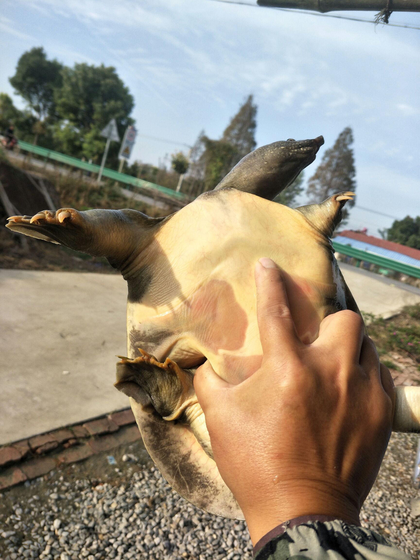 纯藕池地笼货，线上交易，保证都是纯正Ye生老甲鱼