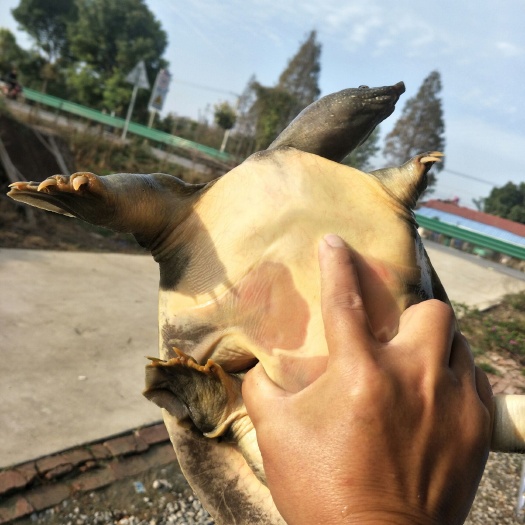 潜江市纯藕池地笼货，线上交易，保证都是纯正Ye生老甲鱼