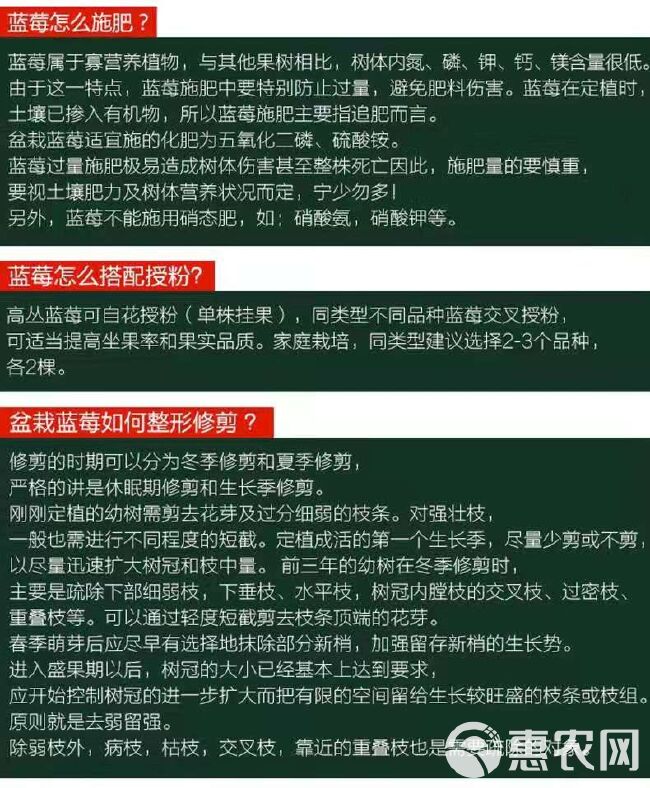 薄雾蓝莓苗  蓝莓苗 薄雾蓝莓 优质苗 当年挂果包品种 成活率高。