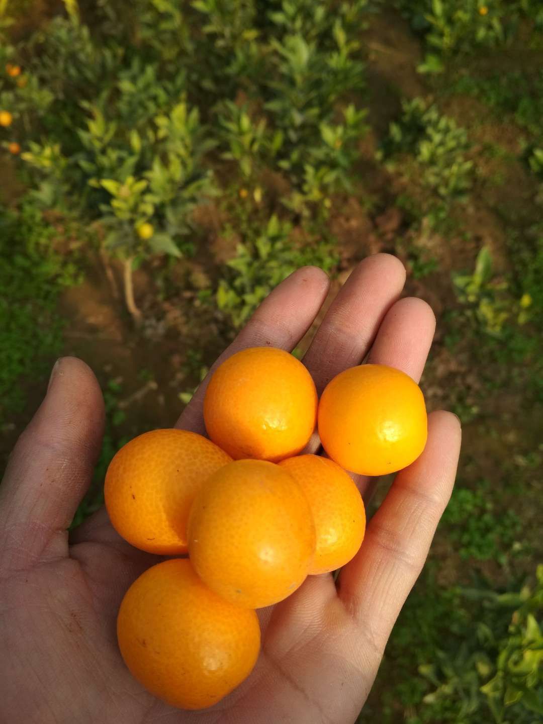 滑皮金桔苗 甜如蜜金桔树苗，三年结果树现挖发货，皮肉脆甜，全国发货