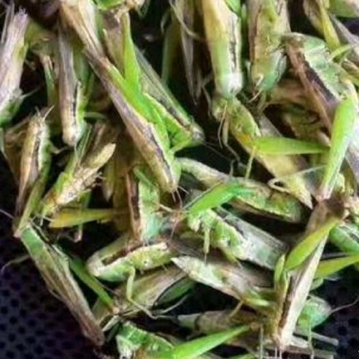 凯里市稻蝗 正宗南方蚂蚱