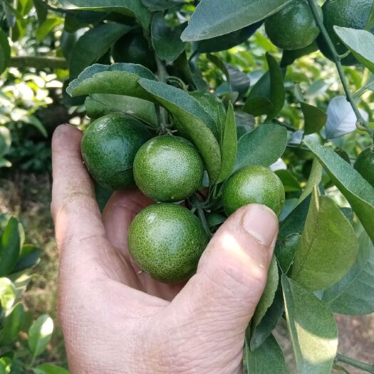 象州县青皮蜜桔 青皮蜜橘