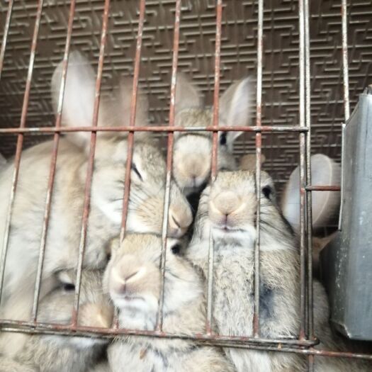 彭泽县 长年供应肉兔，长毛兔，种兔，兔毛。