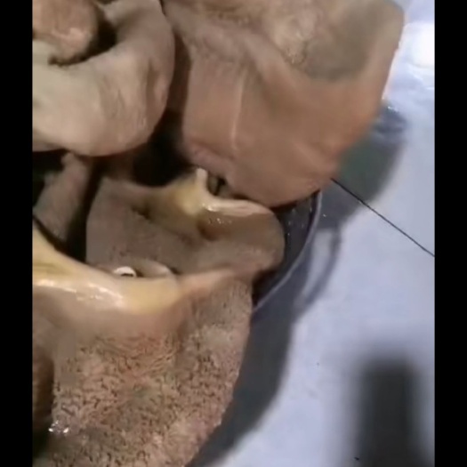 卤牛肚