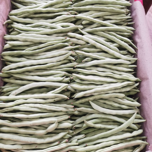  紫花四季豆