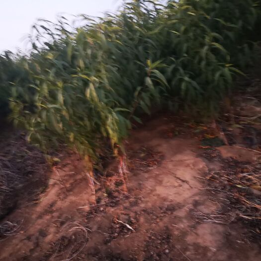 莱西市毛桃苗 供应南非1号、2号嫁接树苗，自己育苗地，保证纯度