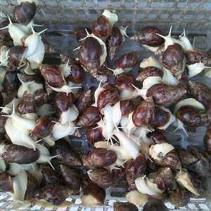上海白玉蜗牛