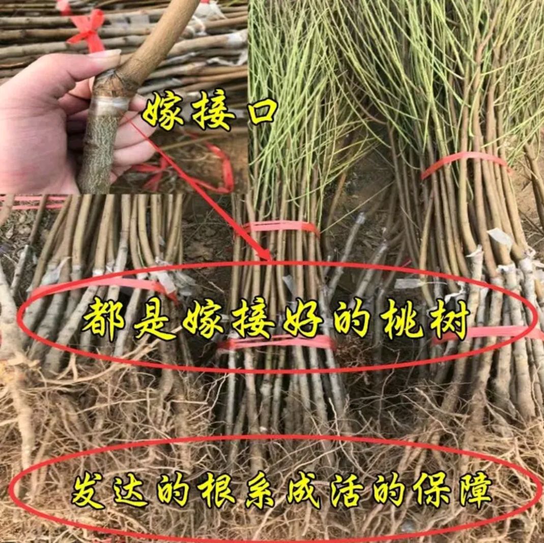 白如玉桃樹苗 嫁接苗，包品種，包成活，售后免費(fèi)提供種植技術(shù)指導(dǎo)，基地直