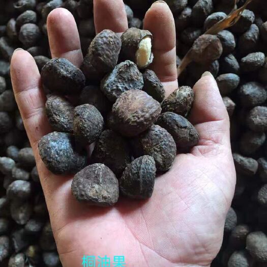 龙州县桐籽 果实饱满亮丽。