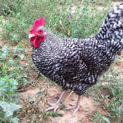 南宁 大种黑芦花鸡苗   快大芦花鸡苗  广西芦花鸡苗  正品好