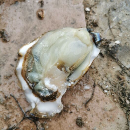 威海 乳山牡蛎批发