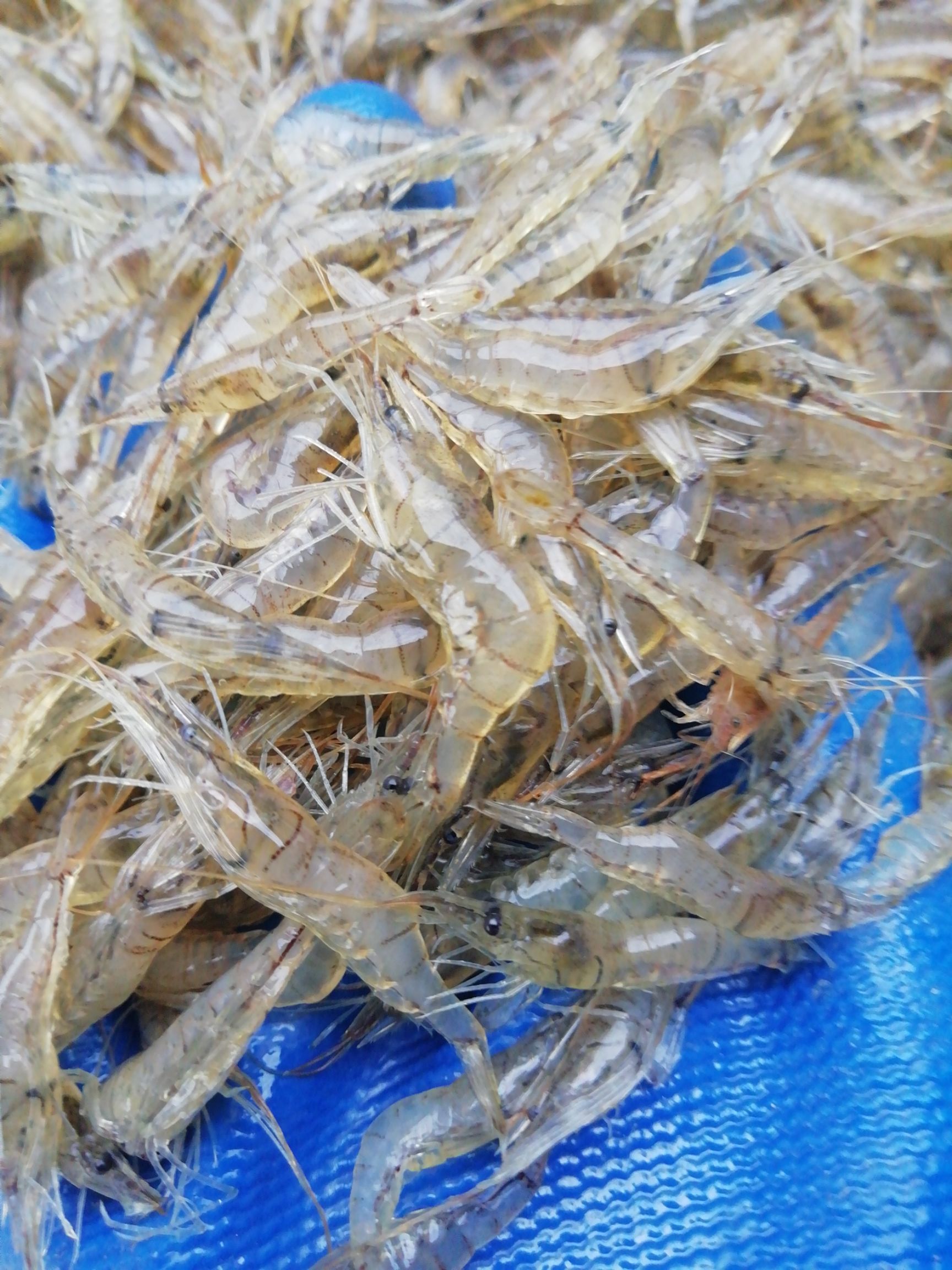 潛江市 米蝦中