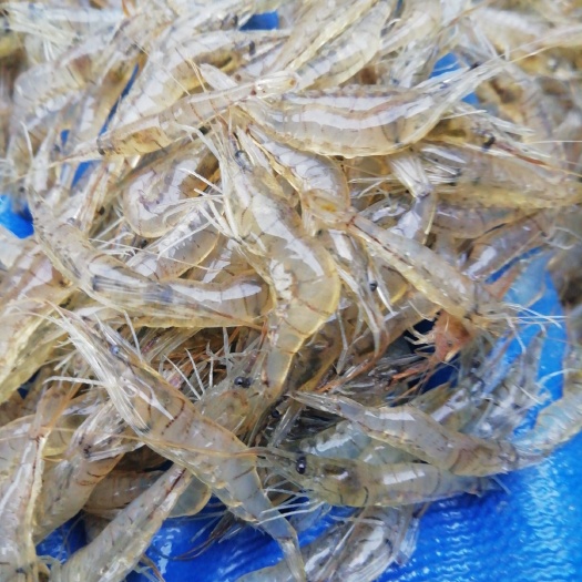 潜江市 米虾中