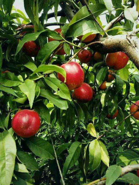 中油油桃苗 中油20 三包服务 易成活 根须发达