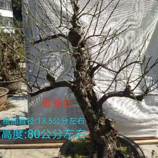 歙县红梅 原生骨里红，原生绿萼梅，黄杆时出锦梅，