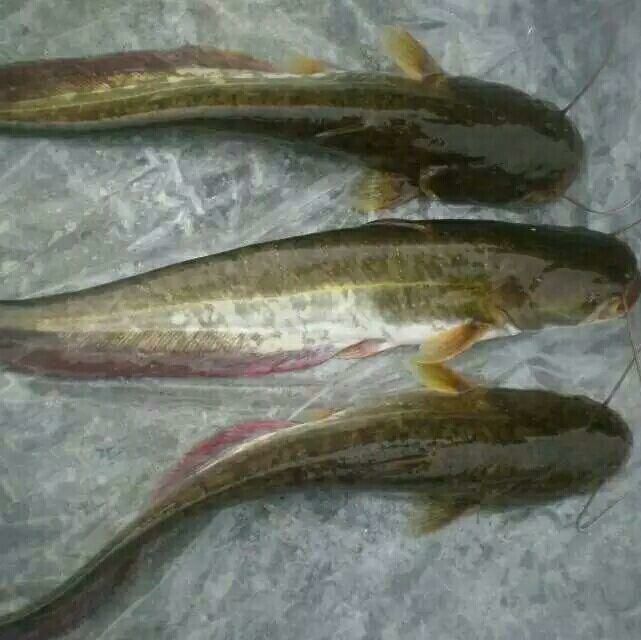 广州 大口鲶鱼苗十供自孵水花