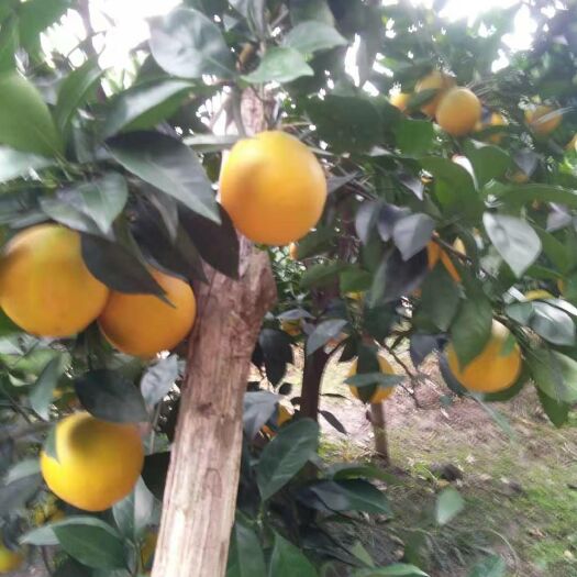 金秀县鹿寨蜜橙 蜜橙海量上市