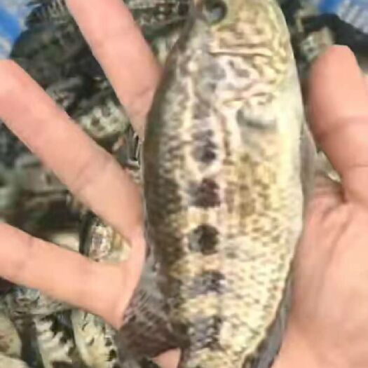 广州 淡水石斑鱼苗