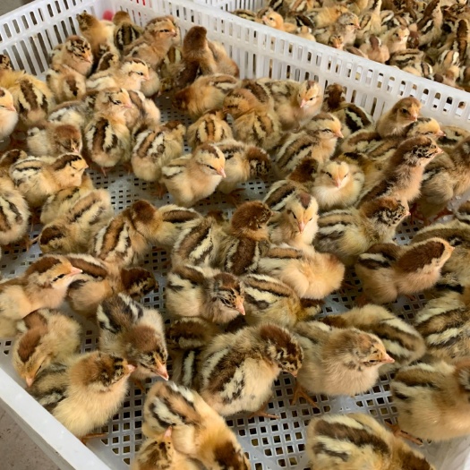 昆明 良风花鸡苗