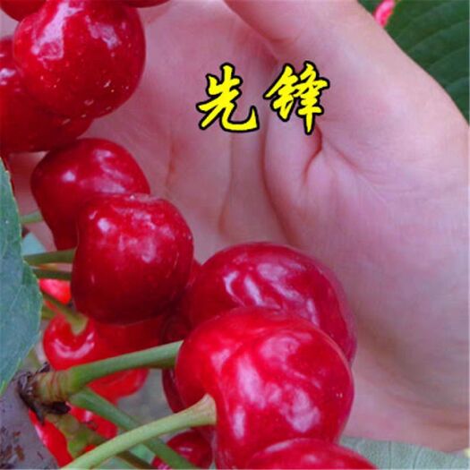 平邑县先锋樱桃苗 樱桃先锋 早熟樱桃 口感香甜 成活率高