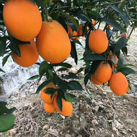 秭归县秭归脐橙 自种精品长红出售