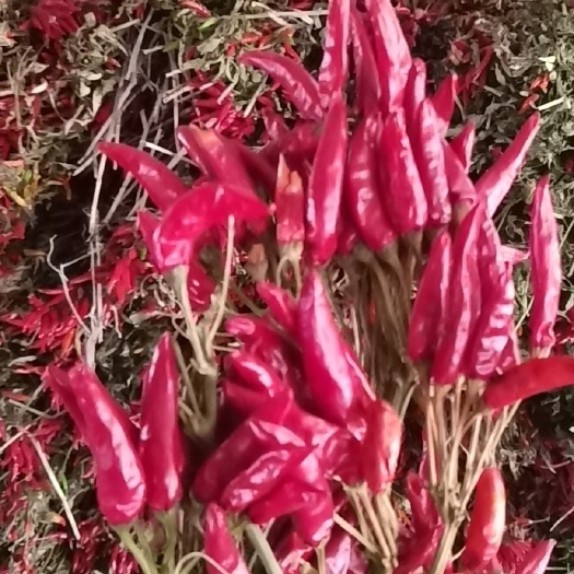 鄢陵县子弹头干辣椒 大量出售