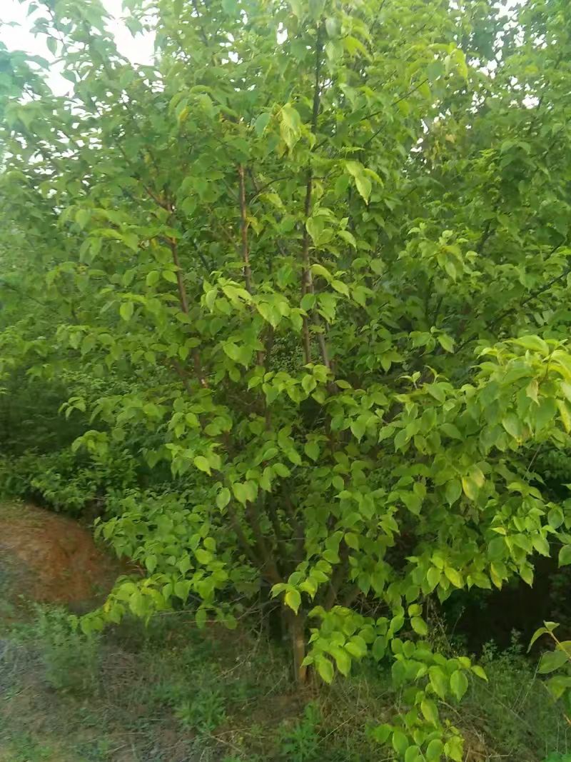  山茱萸