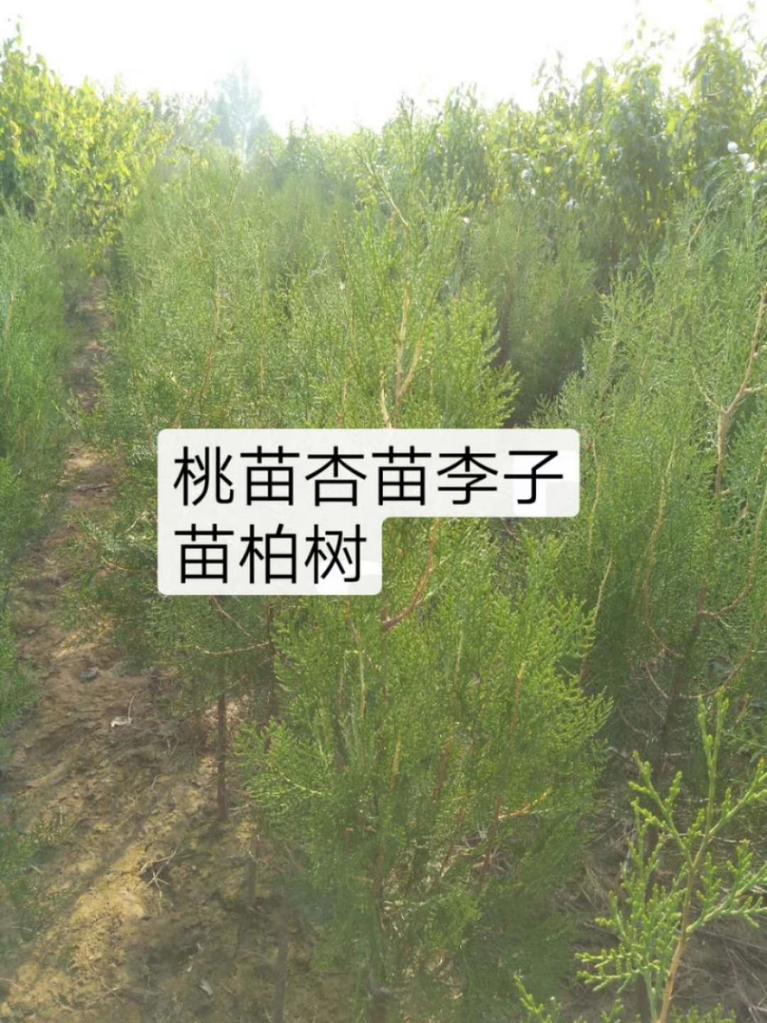  桃树苗