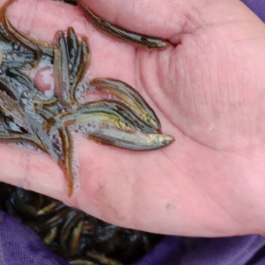 重庆市泥鳅苗 鱼鳅苗，