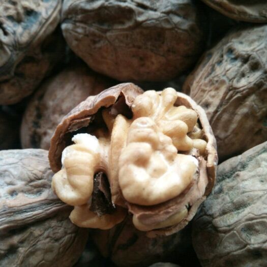 中牟县 新疆薄皮原色核桃，大量现货无漂白原色原味，（批发价不包邮）